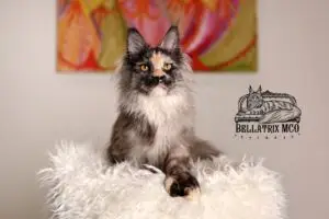 Maine coon queen