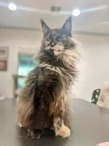 Available Kittens v2 4 Glasha queen