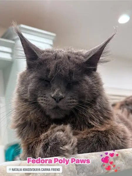 Available Kittens v2 16 fedora