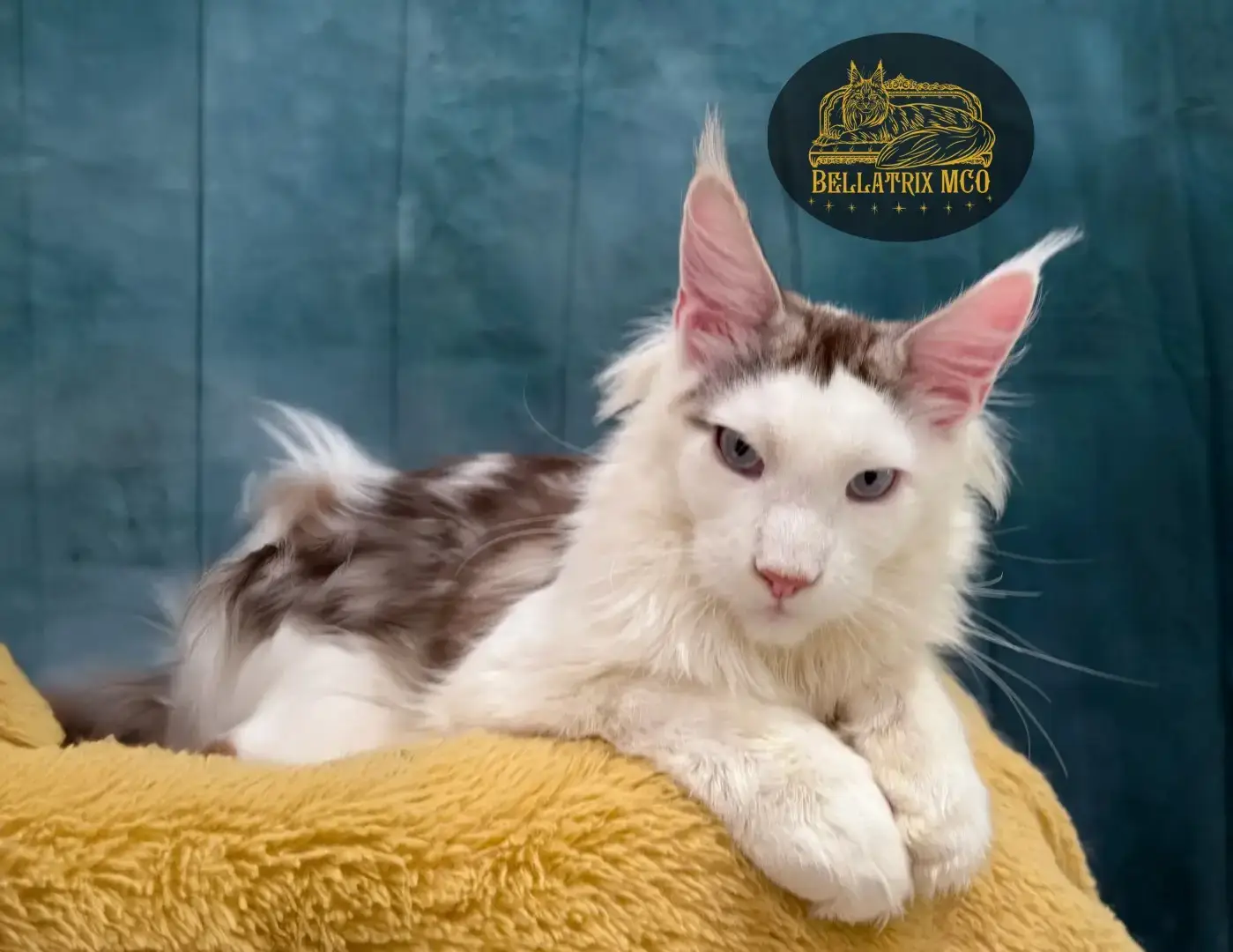 Young, white maine coon cat with brown markings looking straight into the camera.